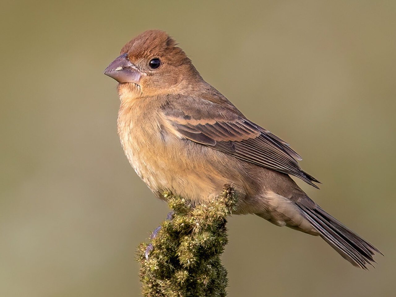 A brownish plumpish looking bird with a big conical bill.