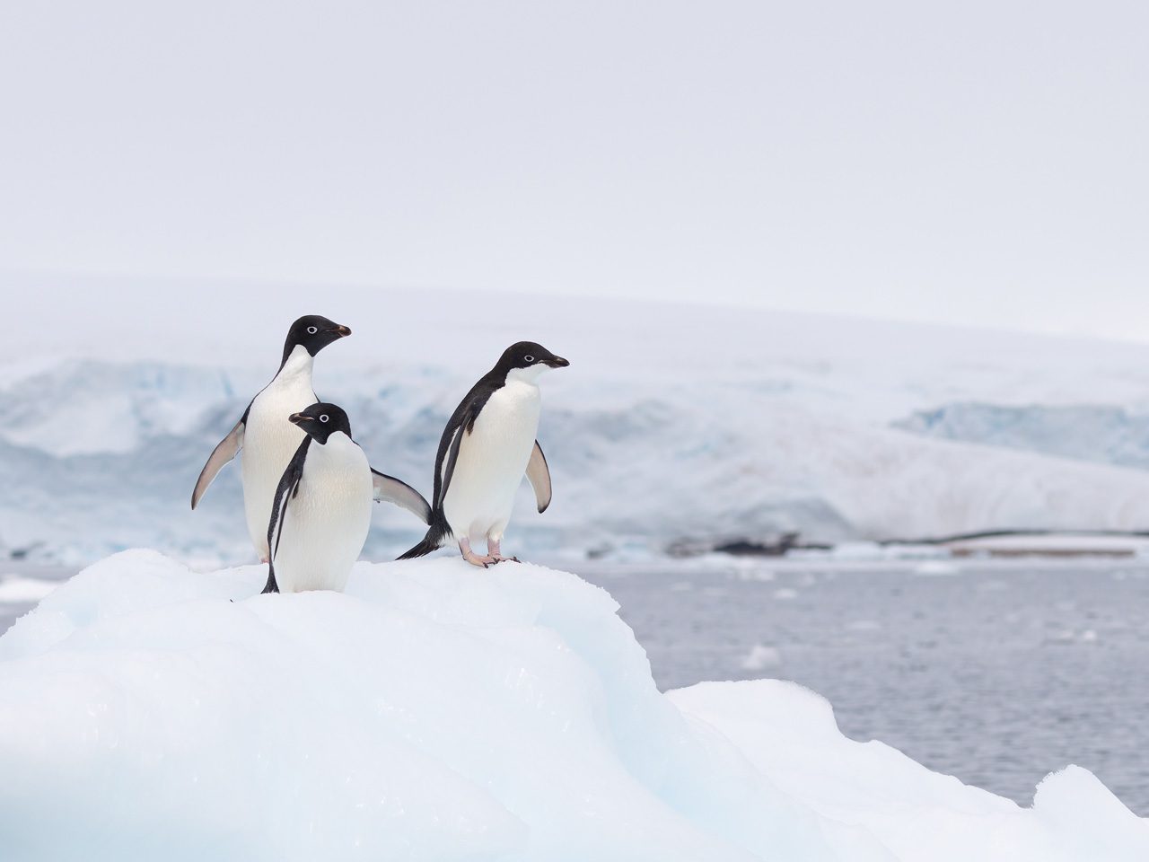 Three penguins standing on snowy ice near the water.