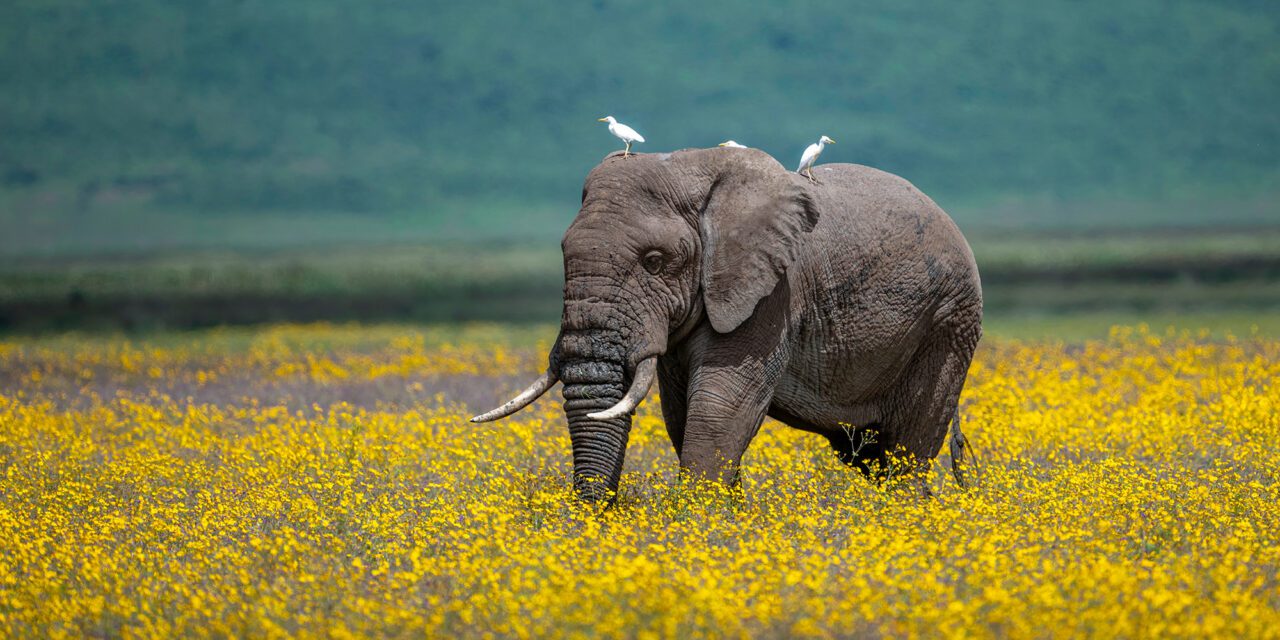 an elephant walking through a field of yellow flowers with small white birds perched on its head