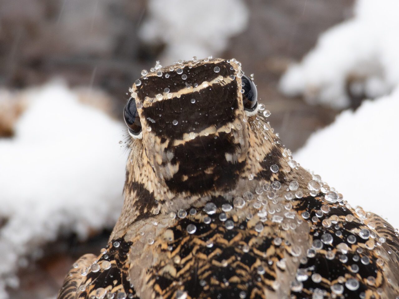 an odd looking highly camouflaged bird with large eyes on the sides of its head