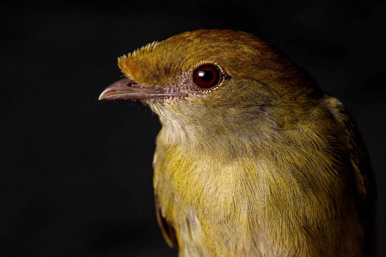 female Araripe Manakin by Gerrit Vyn