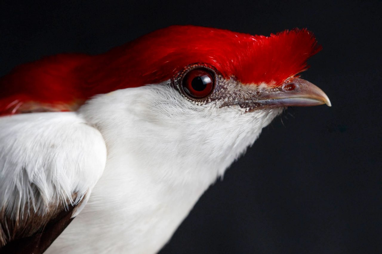 male Araripe Manakin by Gerrit Vyn