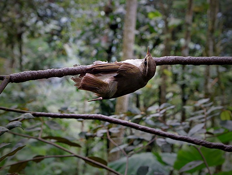 A bird stuck on a branch.
