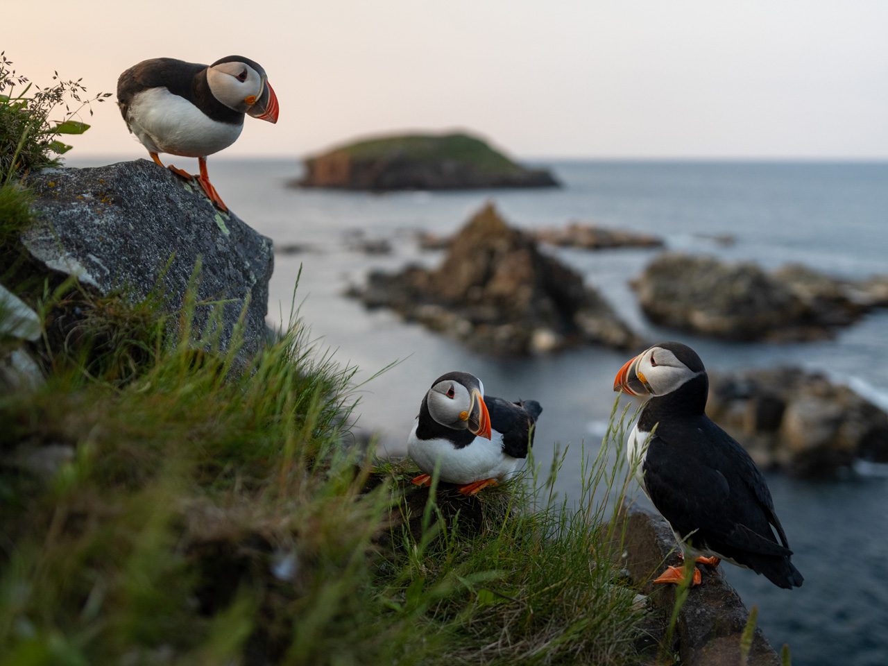 Three puffins standing on grassy coastal rocks beside the ocean.