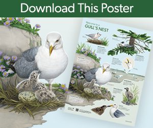 Download this Gull's nest poster