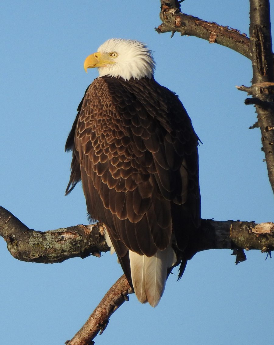 Brown-and-white eagle perched on a bare branch against a clear blue sky.