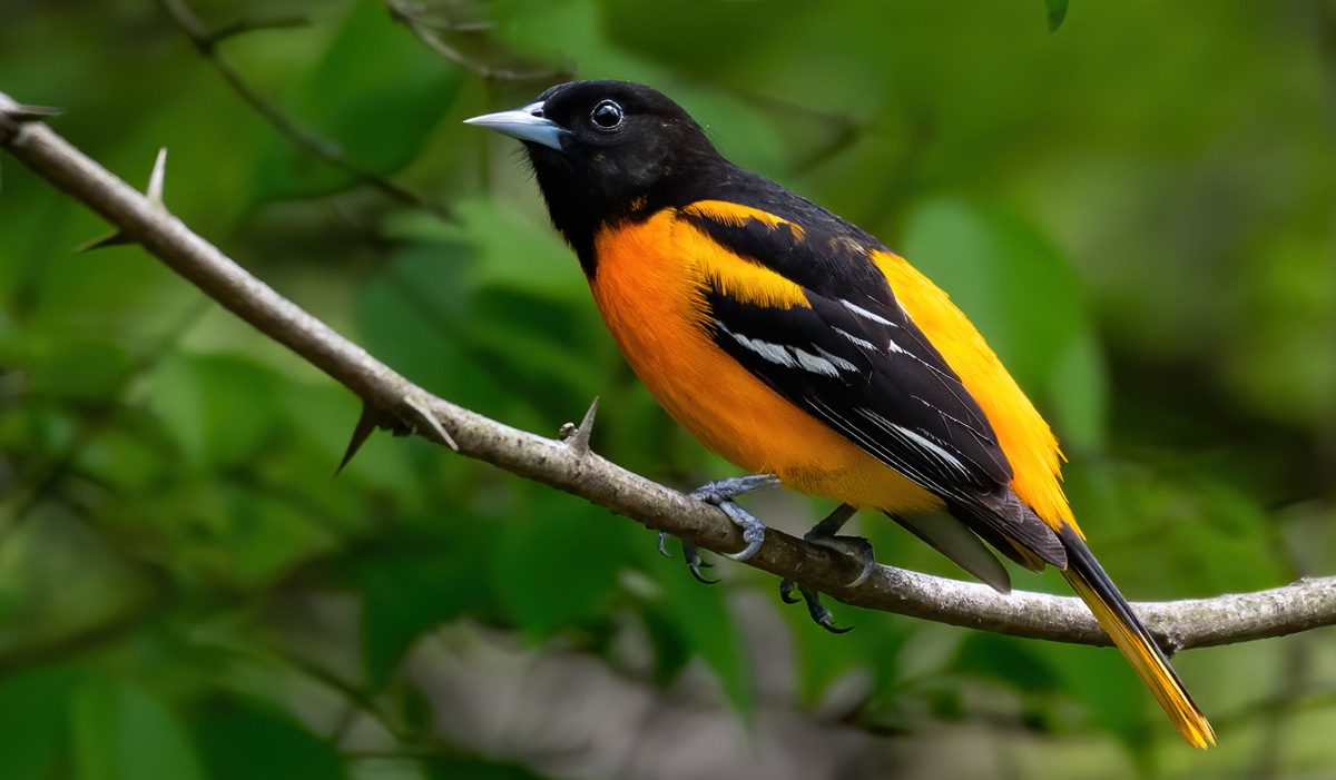 Bright orange and black bird perched on a branch with green foliage in the background.