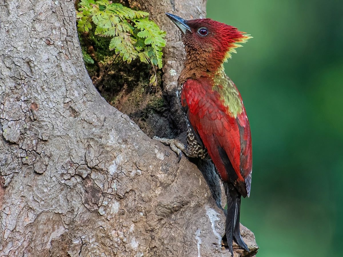 A red and gold woodpecker perches at the opening of a tree hole with a fern growing out of it.