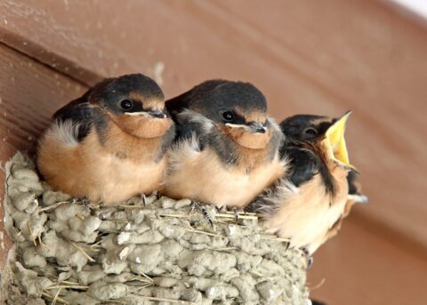 3 young brown an white birds perched on the side of a concession stand