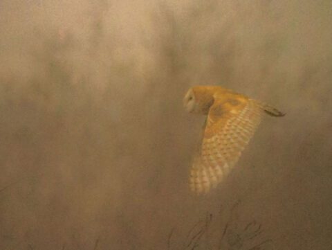 A large bird flying through the darkened air.