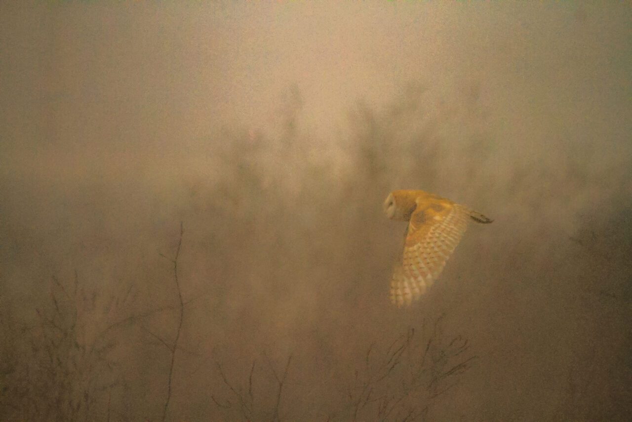 A large bird flying through the darkened air.
