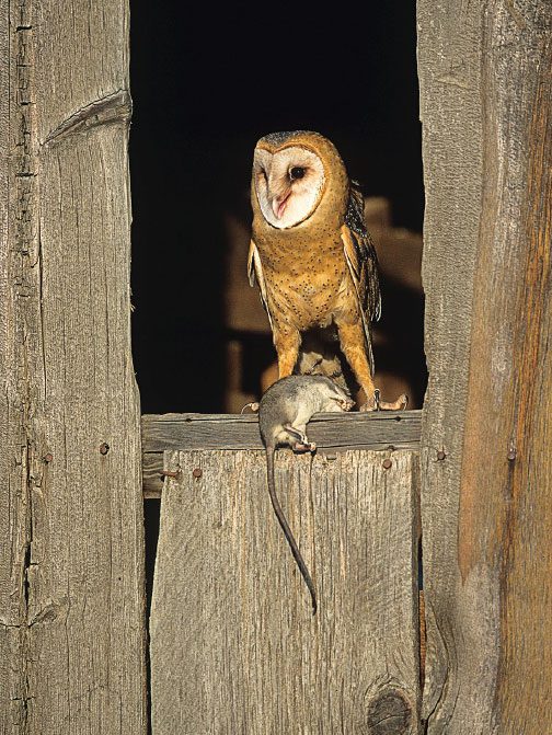 BarnOwl