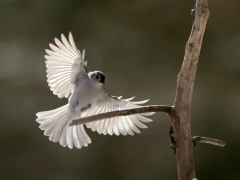 a small gray titmouse flies up to a perch with sunlight shining through its wing feathers