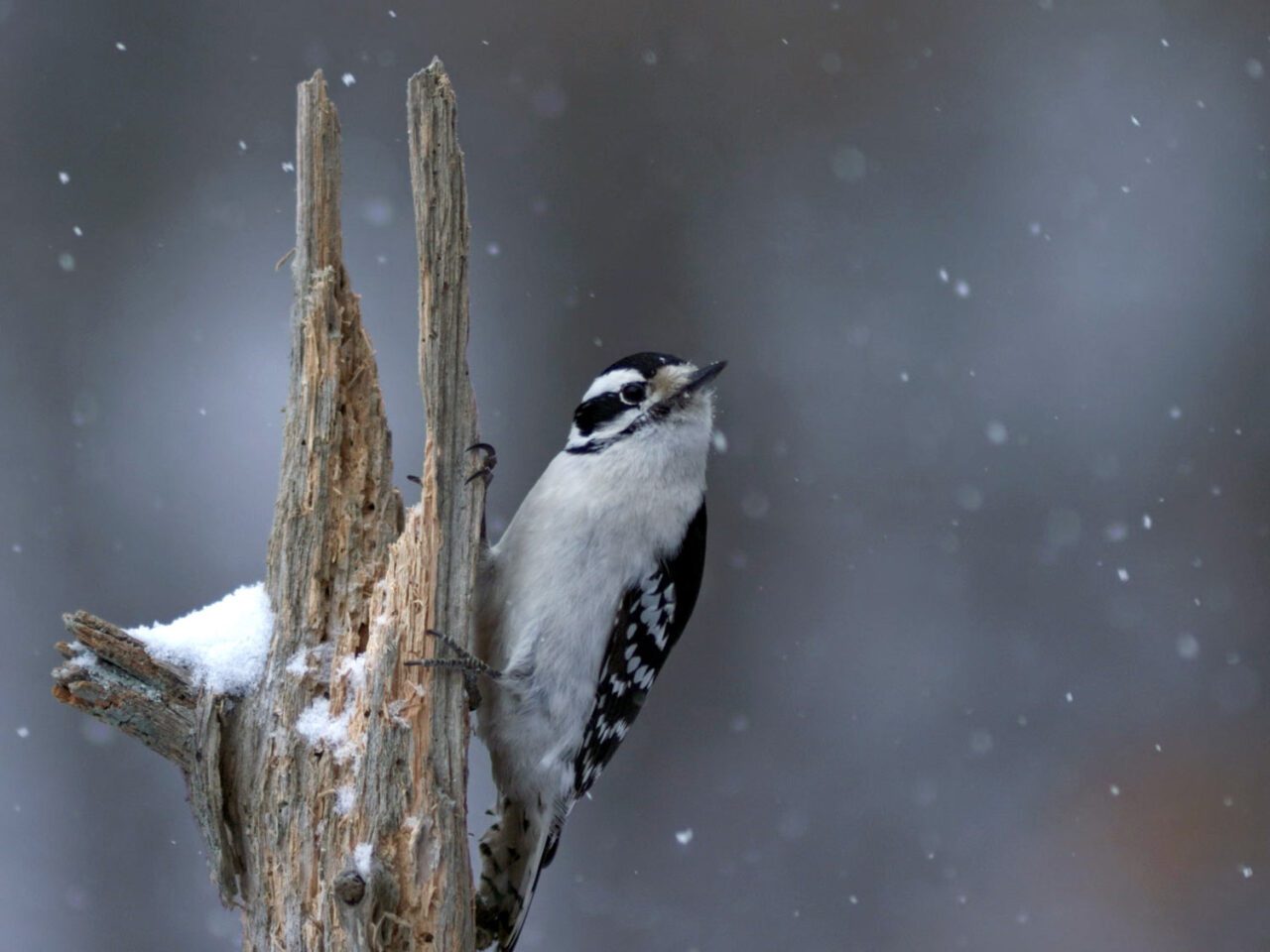 a woodpecker clings to a tree in falling snow