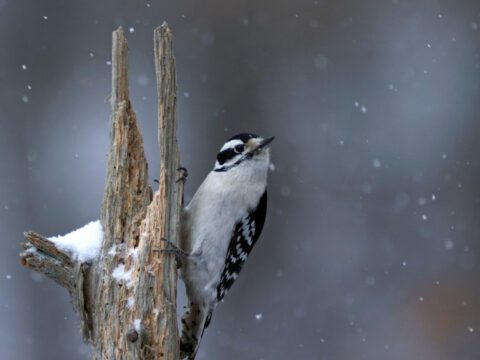 a woodpecker clings to a tree in falling snow