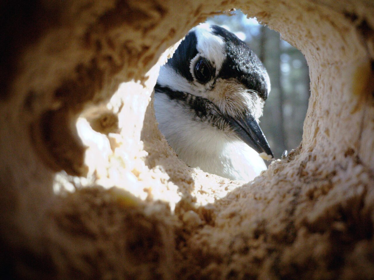 a woodpecker looks into a hole in a tree