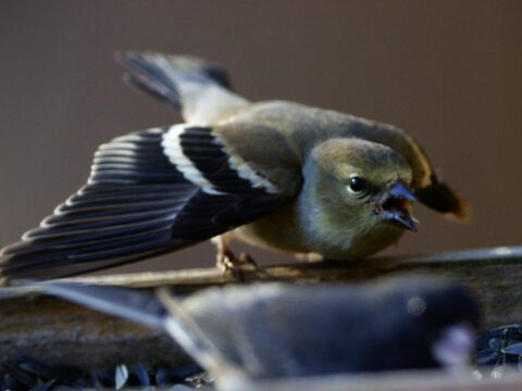 a small yellowish songbird flares its wings at another bird