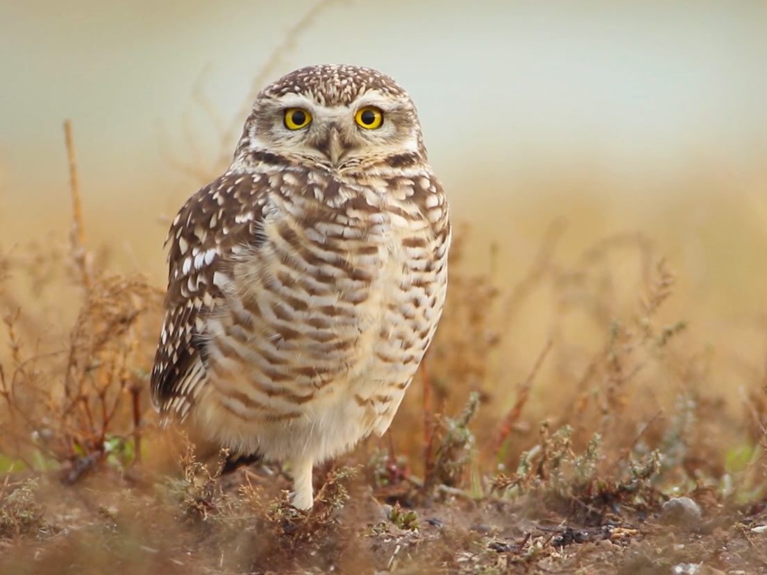 an owl seen from ground level standing in a dry grassy field