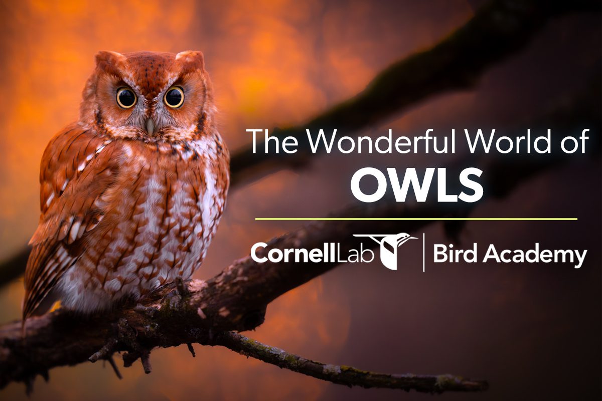 tap or click to view more information about the Wonderful World of Owls online course