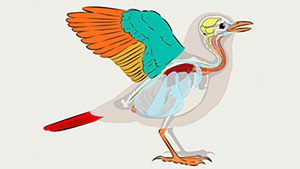 Bird Academy All About Bird Antomy. Illustration by Andrew Leach.