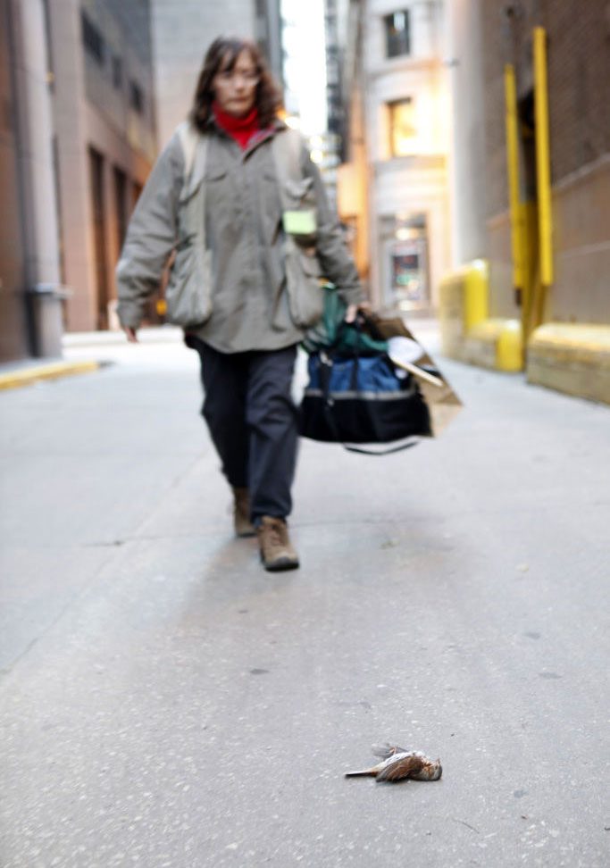 A volunteer for Chicago Bird Collision Monitors scours the downtown Loop area for bird kills. Photo by Mike Tercha/Getty Images.
