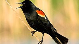 Red-winged Blackbird singing