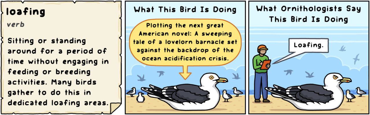 3-panel cartoon strip showing a gull on a beach with a scientist watching it. See caption for text of panel 1. Panel 2: What this bird is doing: Plotting the next great American novel: a sweeping tale of a lovelorn barnacle set against the backdrop of the ocean acidification crisis. Panel 3: What ornithologists say this bird is doing. Loafing.