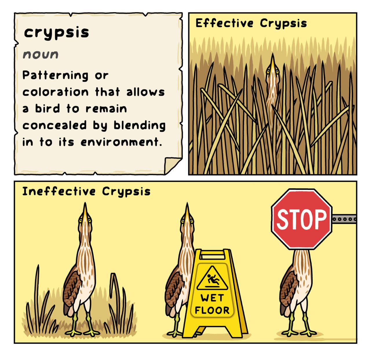 A 3-panel cartoon illustrating the word "crypsis" with the example of a bittern hiding in the reeds vs. standing in a variety of humorous open areas.