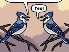 cartoon of two blue jays talking to each other