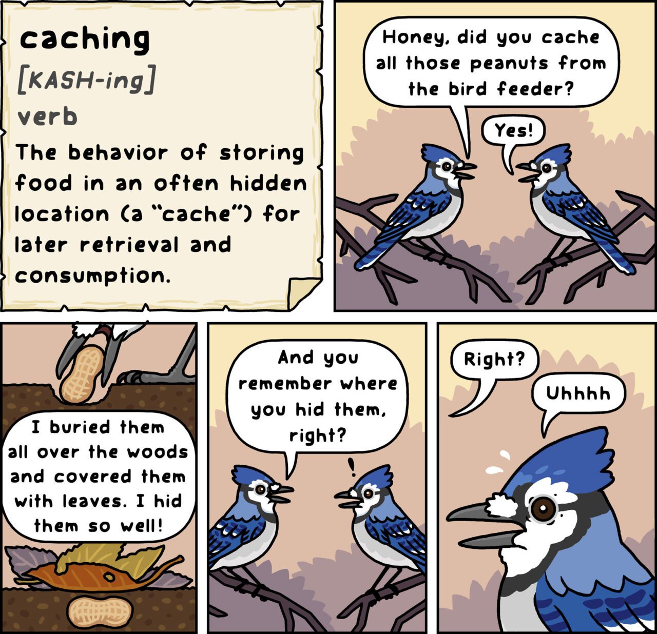 5-panel cartoon of blue jays talking about caching, or storing, peanuts