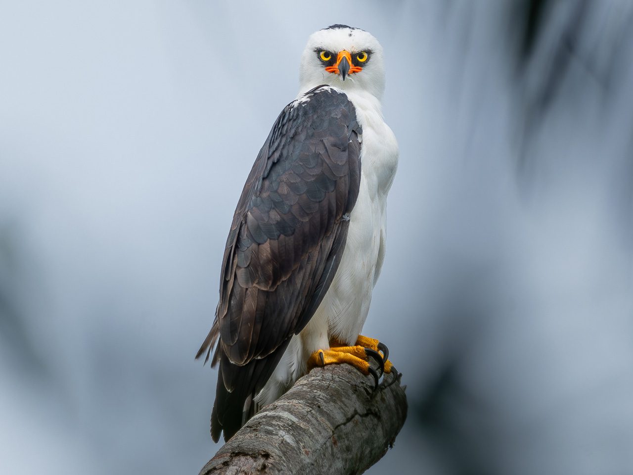 Black-and-white bird perched on a branch with bright yellow eyes and orange around the beak.