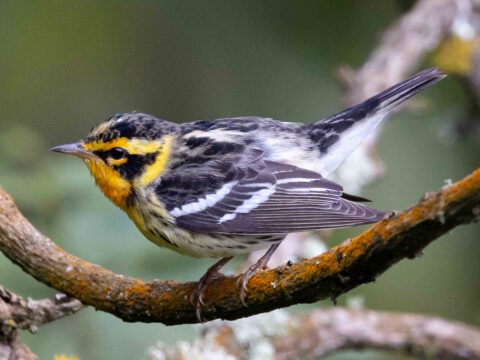 Blackburnian Warbler perched on a branch with its bright orange throat and patterned wings.