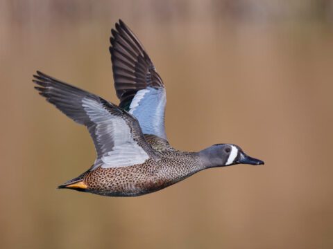 a brown and blue duck flies against a brown background