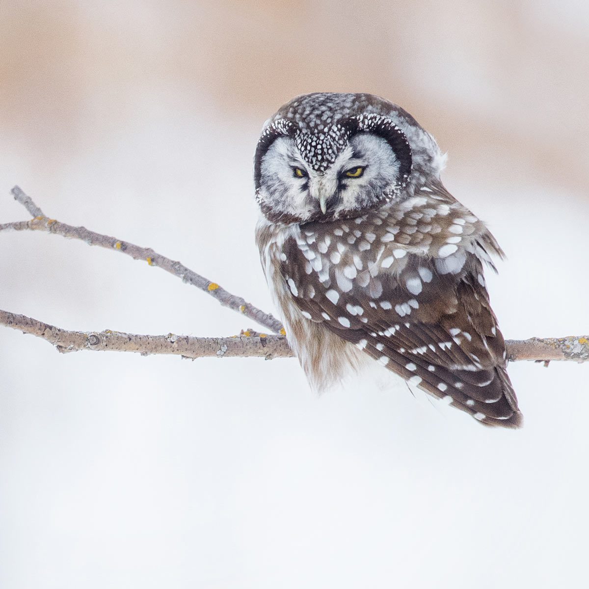 a small owl with a white face perches on a slender branch in the snow