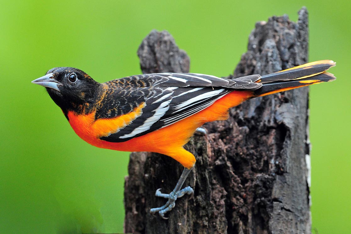 baltimore oriole by jim paris