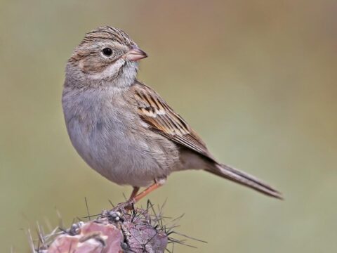 gray-brown songbird perches on cactus