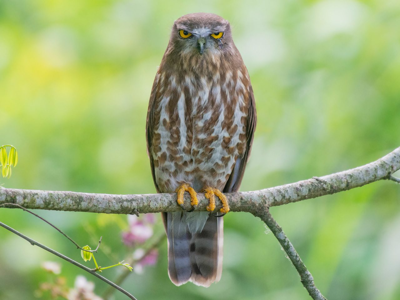 A brown bird with streaked feathers perched on a branch, staring forward