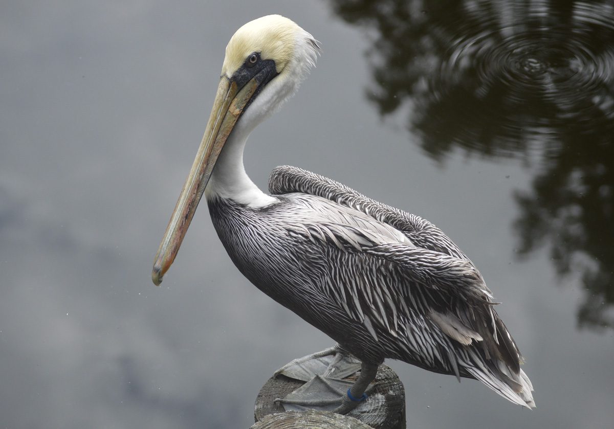 A Brown Pelican standing on a wooden piling.