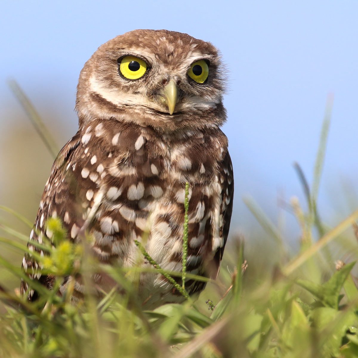 a small fierce owl with yellow eyes looks out over the grass