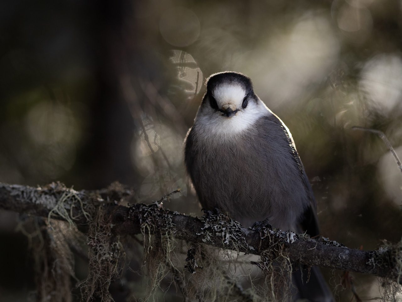 Gray and white bird sitting on a mossy branch in soft forest light.