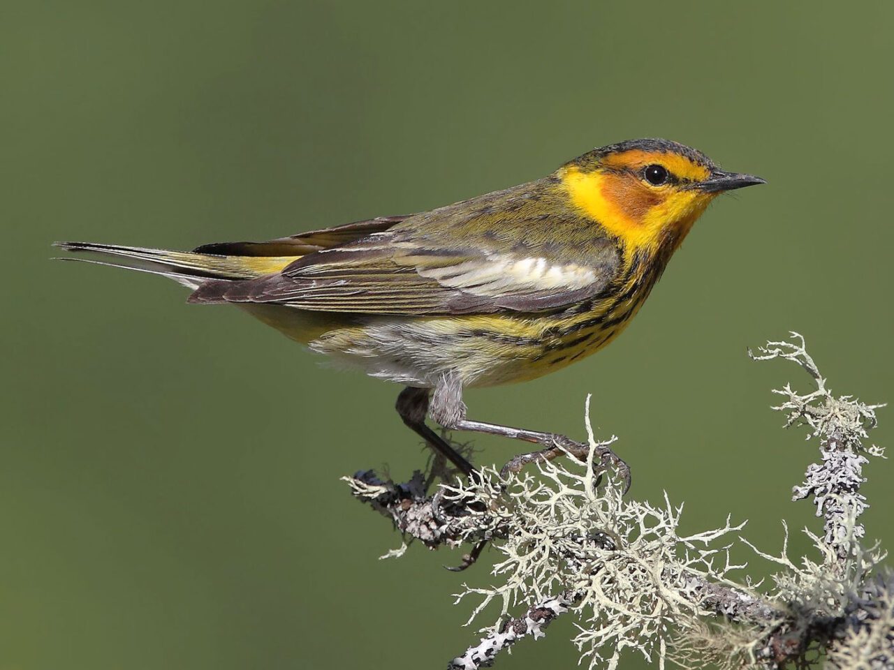 Patterned bird with touches of yellow, gray with a streaky chest, a dark line through the eye and a russet patch on the face, perches on a stick.