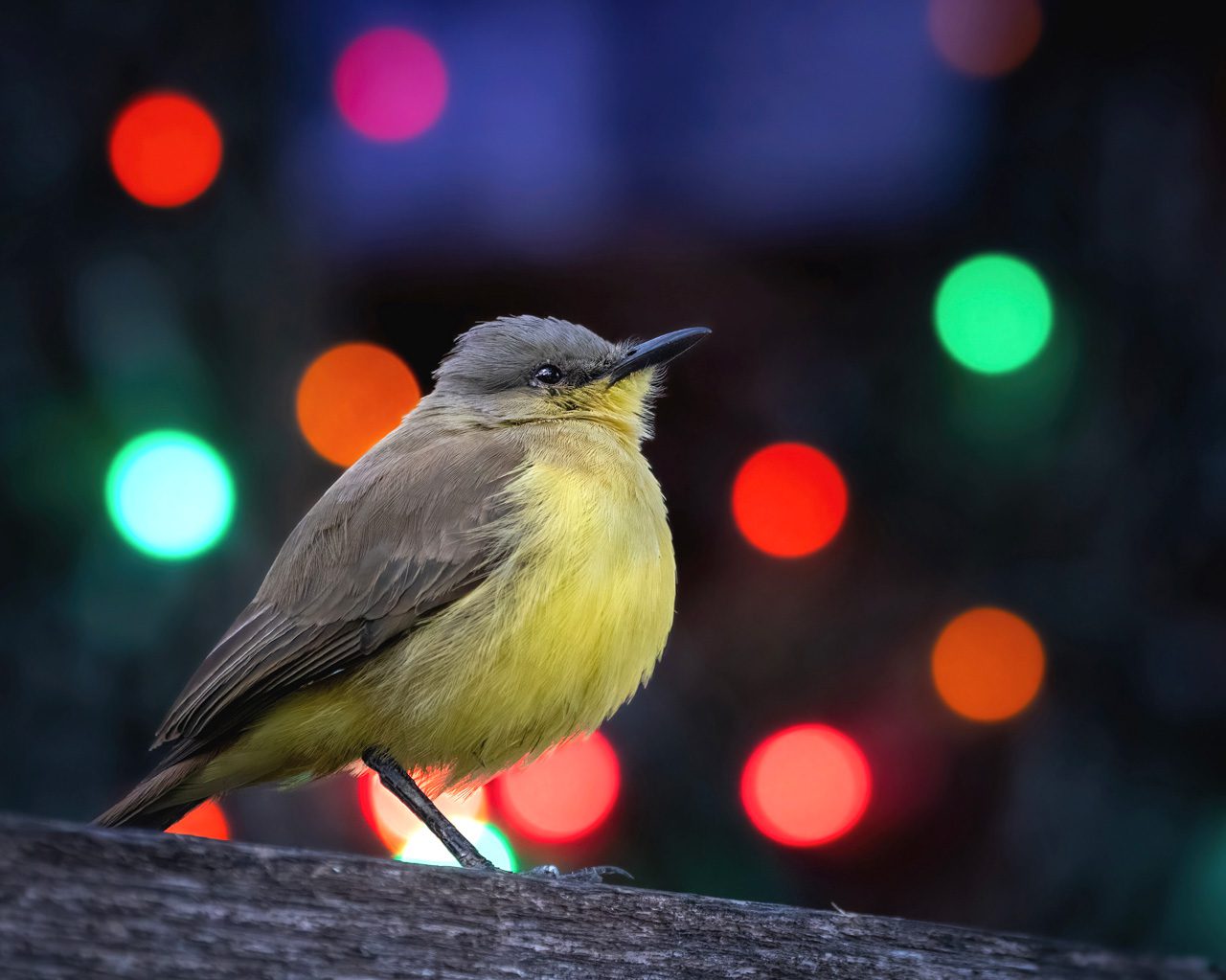 Yellow-bellied bird perched on a log with colorful blurred lights in the background.