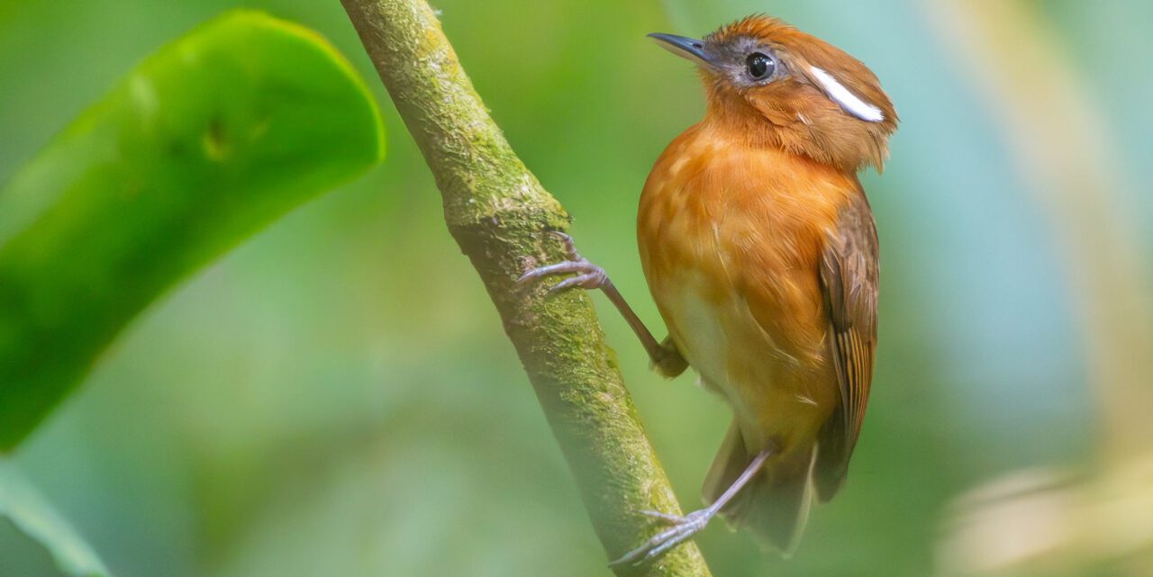 A tiny orange-brown bird with a large head clings to a plant stem.