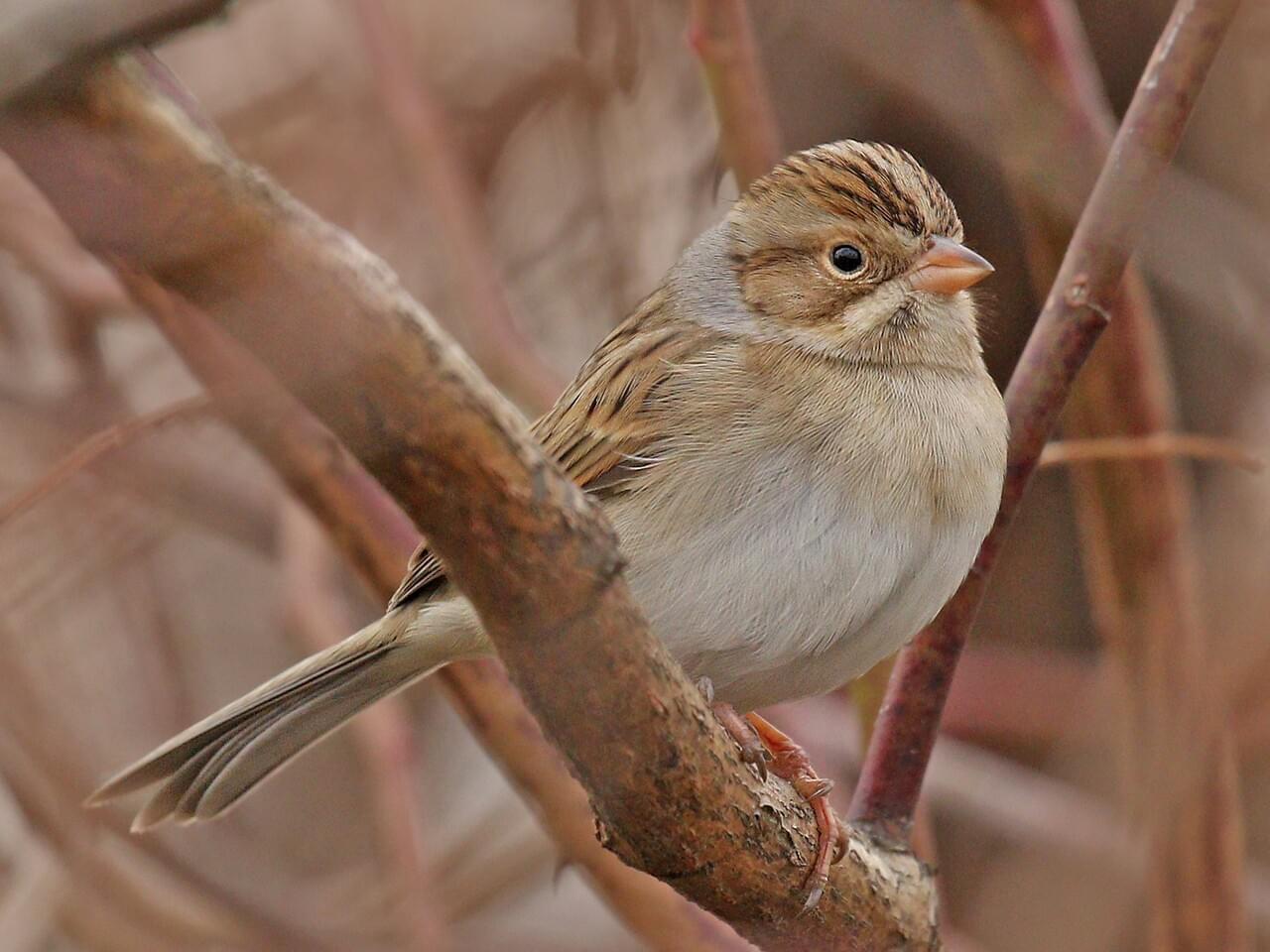 small songbird perched amid branches