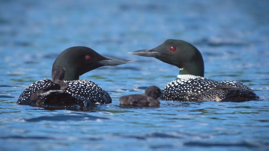 Common Loon family in Wisconsin by Margaret Gompper/Macaulay Library