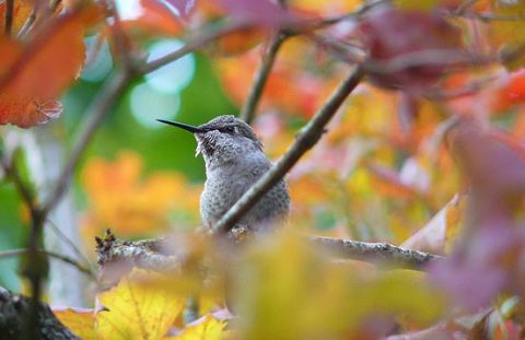 hummingbird in fall foliage