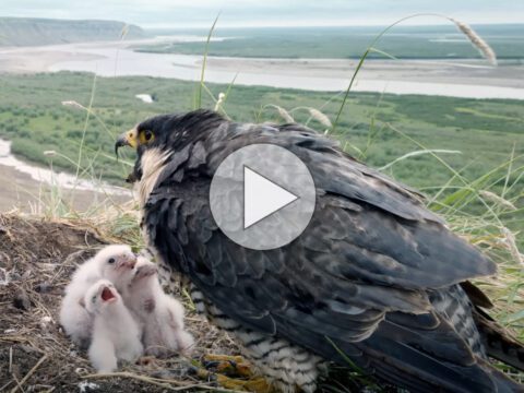 a peregrine falcon nest overlooking a river valley, with video play arrow superimposed