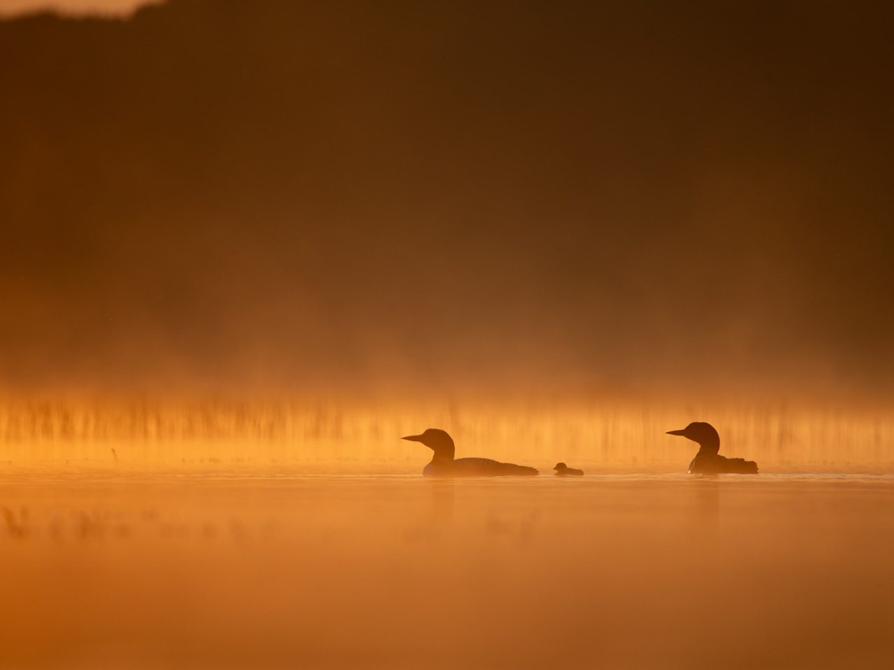 Two birds floating on misty orange water at sunrise.