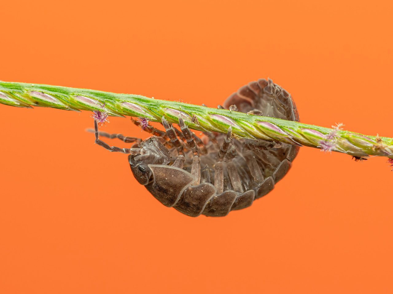 An insect crawling along a green stem against an orange background.