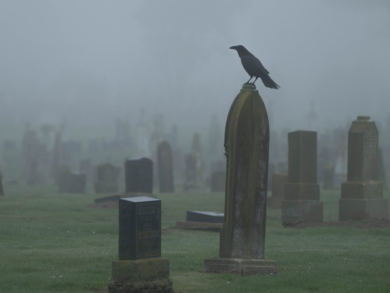 Dark bird standing on a gravestone in a foggy cemetery.